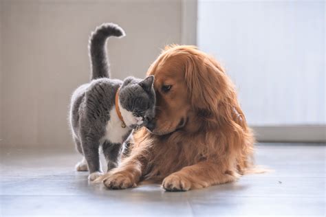 Физиологические аспекты у кошек