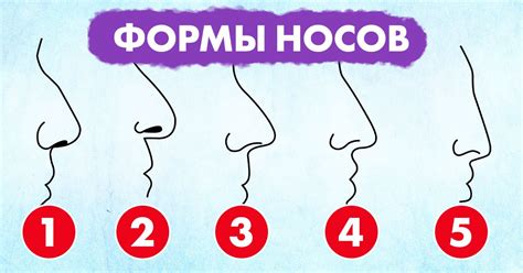 Физиологические значения короткого носа у мужчин