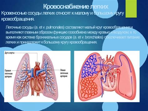 Физиологические особенности дыхательной системы лошади
