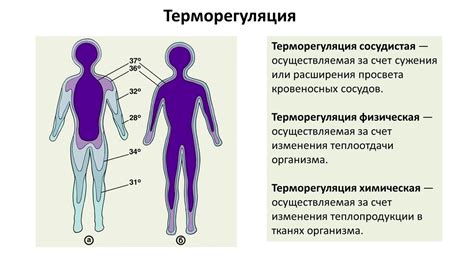 Физиология терморегуляции