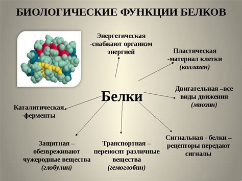 Функции белков в теле
