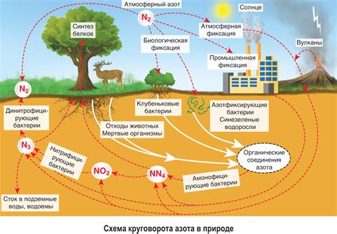 Функции биоэлектричества в природе