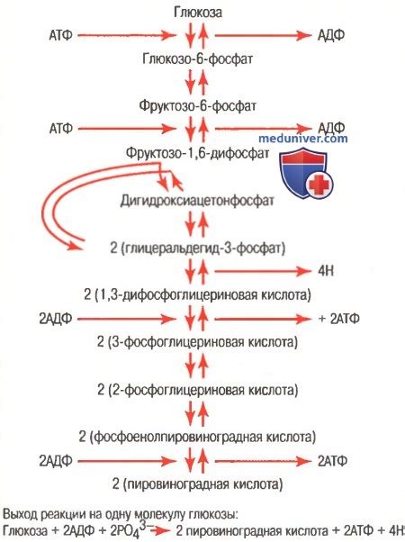 Функции окисления в организме