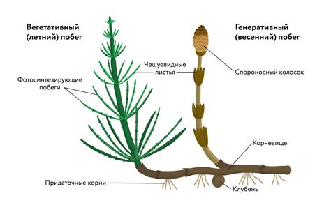 Хвощ полевой: описание и особенности
