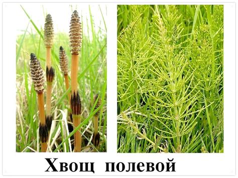 Хвощ полевой: сельскохозяйственные угодья