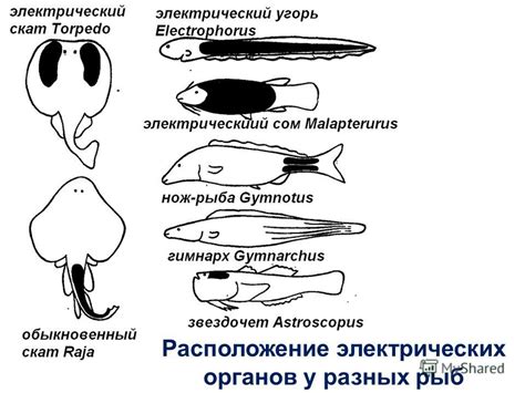 Эволюция электрических органов у морских обитателей