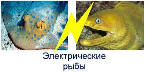 Электричество у ската и угря: