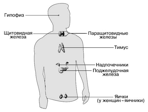 Эндокринная система и гормональный баланс
