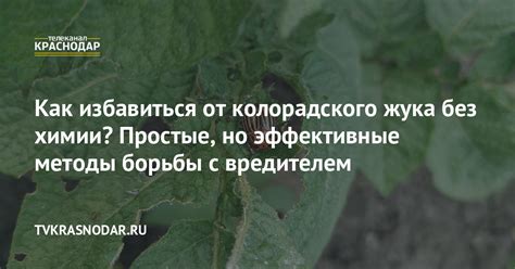 Эффективные методы без химии