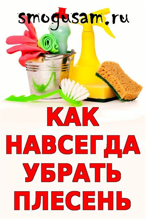 Эффективные способы борьбы с плесенью
