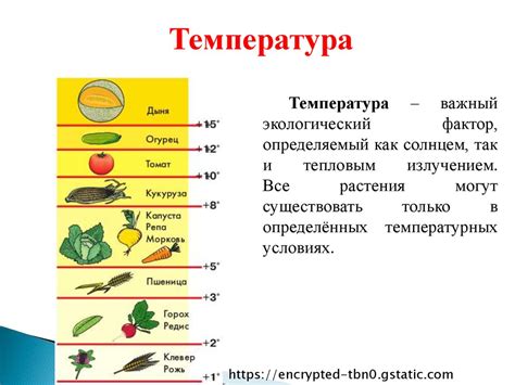 Влияние температуры на продукты