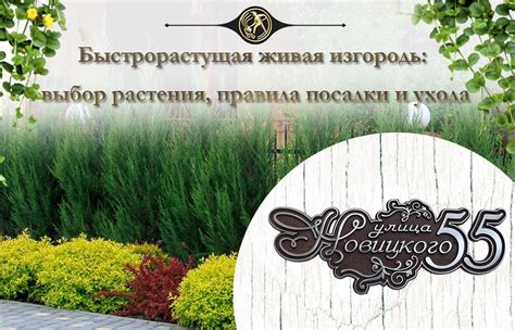 Выбор растения