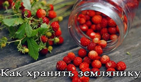 Как охладить землянику перед хранением