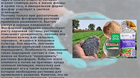 Необходимость удобрений и подкормок