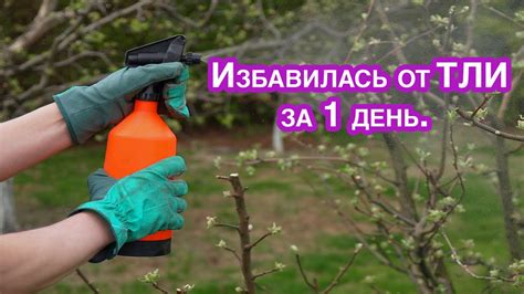 Обработать пятна специальным средством