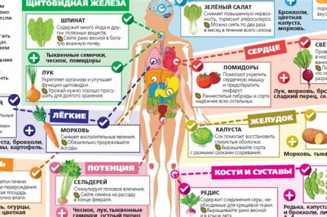 Правильное питание для улучшения мкф