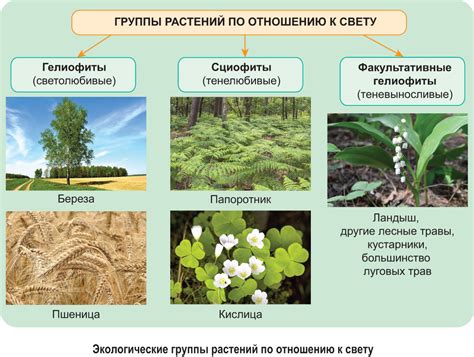 Применение растений и цветов на участке группы