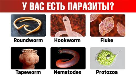 Симптомы, которые могут указывать на наличие глистов
