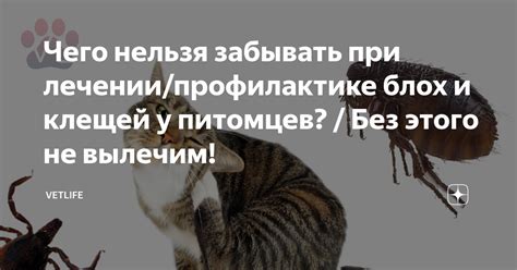 Советы по профилактике блох