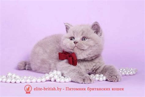 Щенячий окрас и его значение